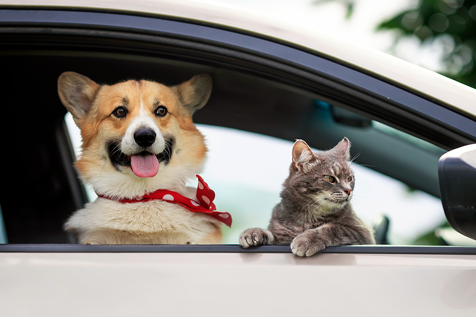 Comment transporter son animal de compagnie en voiture en toute sécurité ?