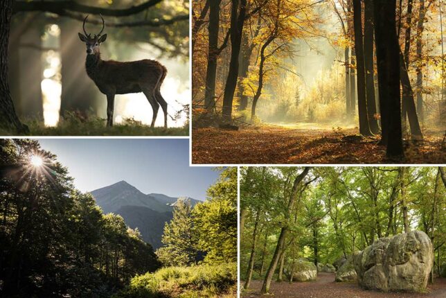 Les plus belles forêts de France