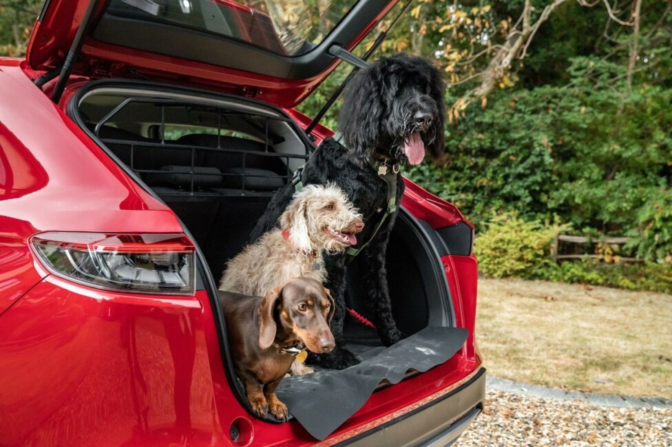 Un pack d’accessoires pour des balades en voiture plus sûres et confortables avec ses chiens