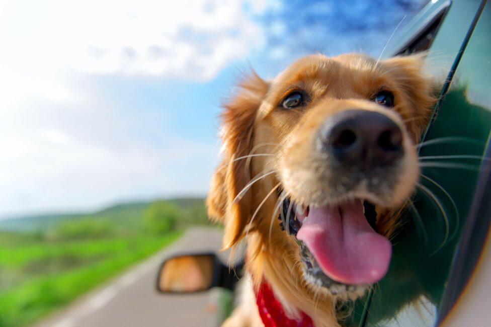 Quelles races de chiens supportent mieux les trajets en voiture